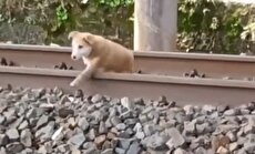 هنگام عبور قطار سگی روی ریل می خوابد (فیلم).  ویدیو از